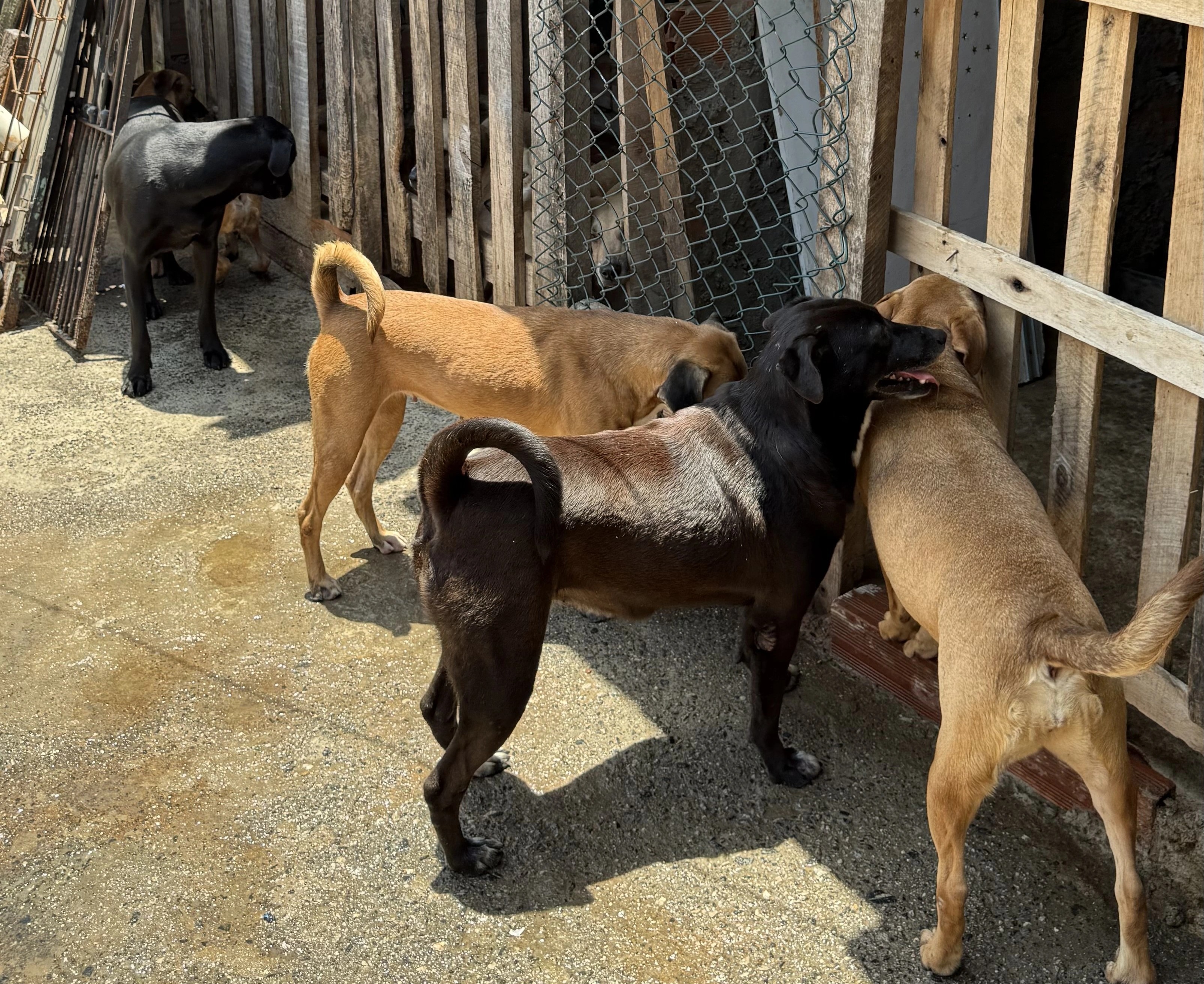 Animais resgatados no abrigo da Instituição Salve Cão