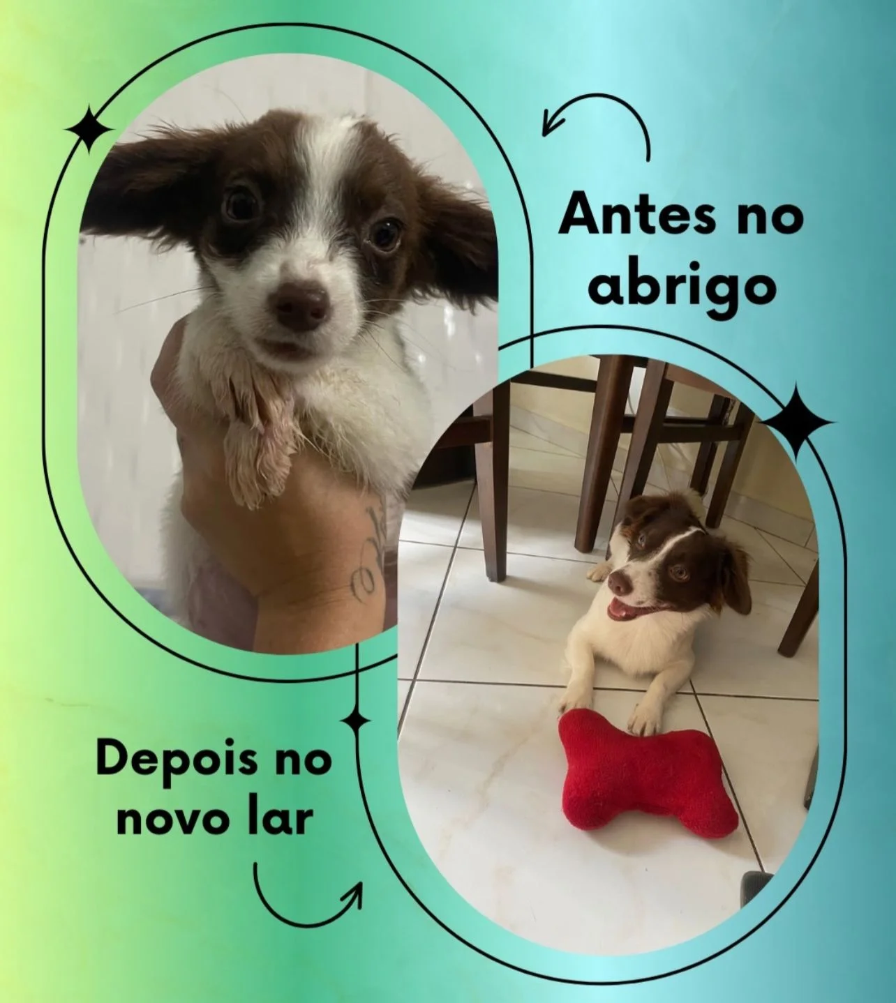 Transformação: antes no abrigo, depois no novo lar